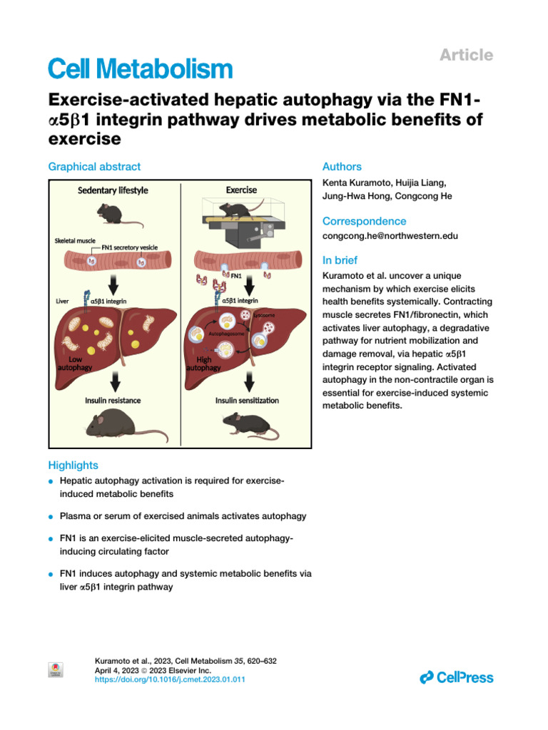 Exercise-Induced Hepatic Autophagy Benefits | PDF | Autophagy | Signal ...