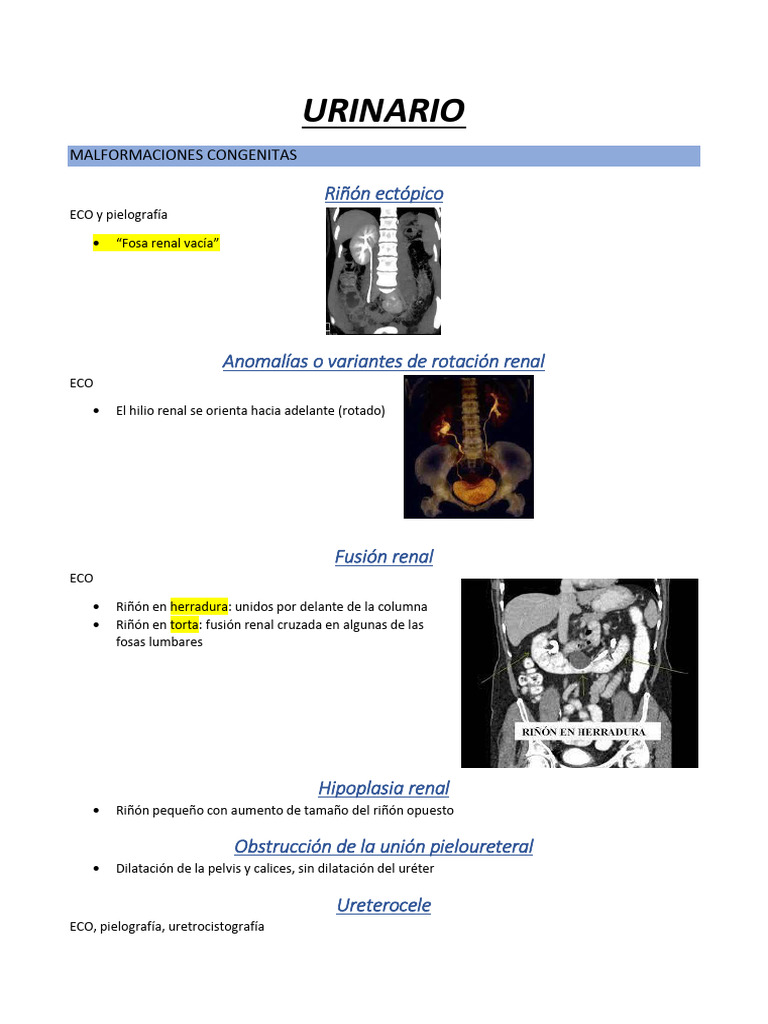 Urinario Pdf Riñón Sistema Urinario