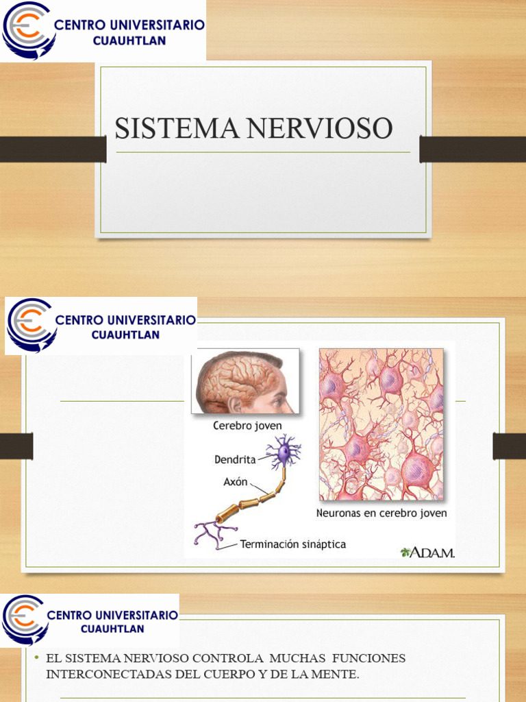 CLASE 04 Anatomia Sistema Nervioso | PDF | Sistema nervioso | Nervio