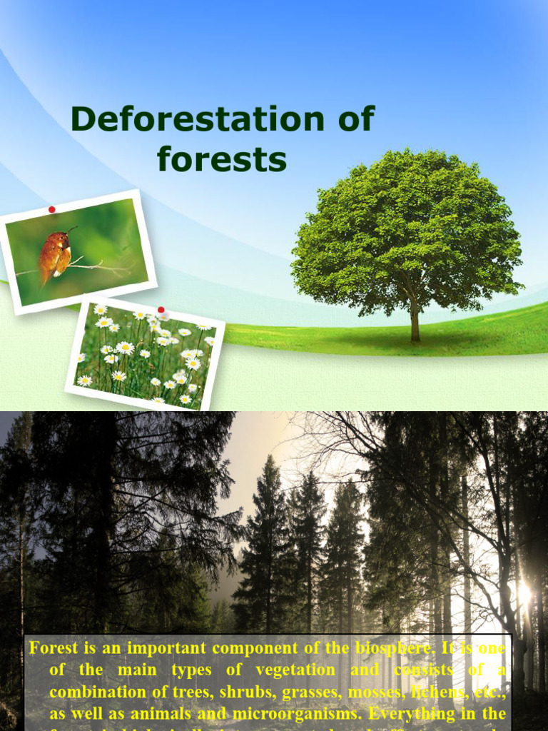 Deforestation of Forests | PDF