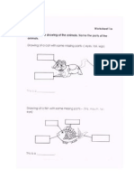 Worksheet Parts of Animals