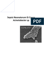 Sepsis Um Et Causa Acinetobacter SP