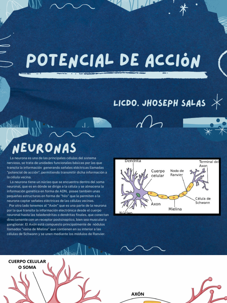 Potencial de Acción y Sinapsis Neuronal | PDF | Neurona | Sinapsis
