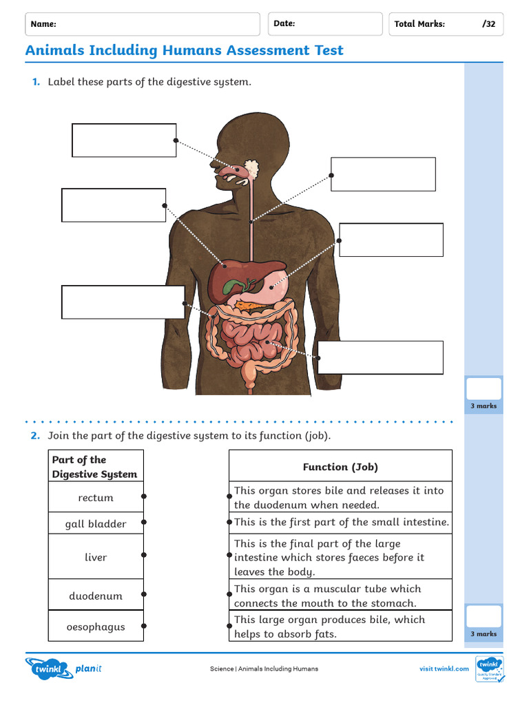 Year 4 Digestive System Assessment | PDF | Human Digestive System ...
