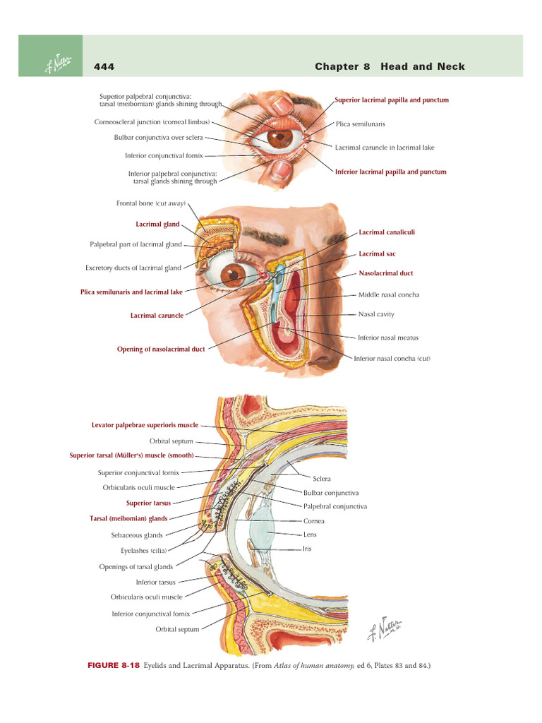 Anatomy of the Eye and Extra-Ocular Muscles | PDF | Glaucoma | Human Eye