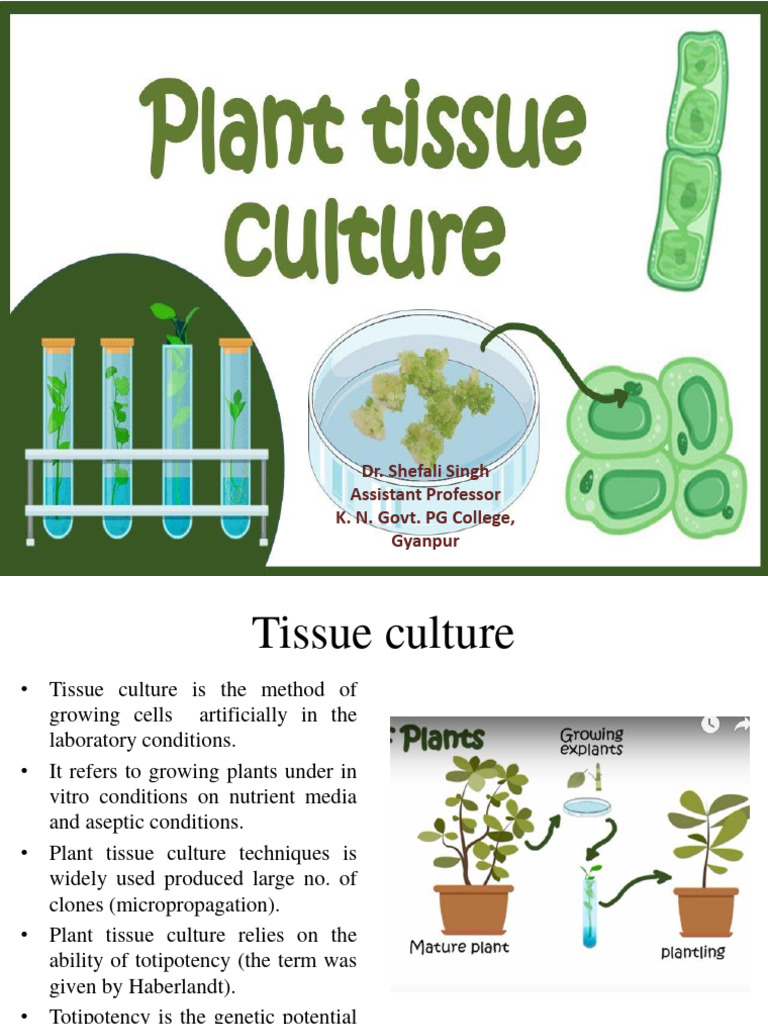 Plant Tissue Culture Techniques Overview | PDF | Biotechnology | Botany