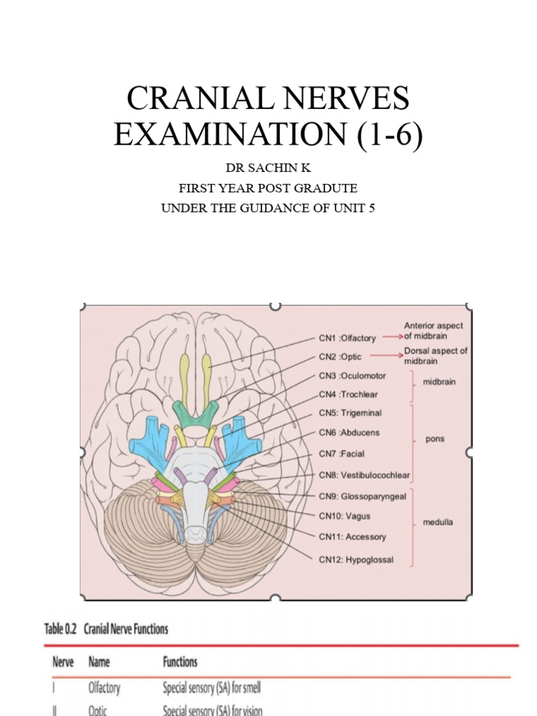 Cranial Nerves Examination Guide | PDF | Olfactory System | Visual Acuity