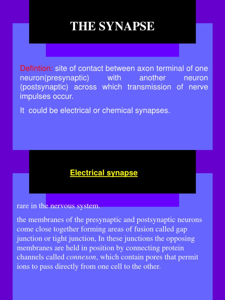Understanding Synapses and Transmission | PDF | Chemical Synapse ...