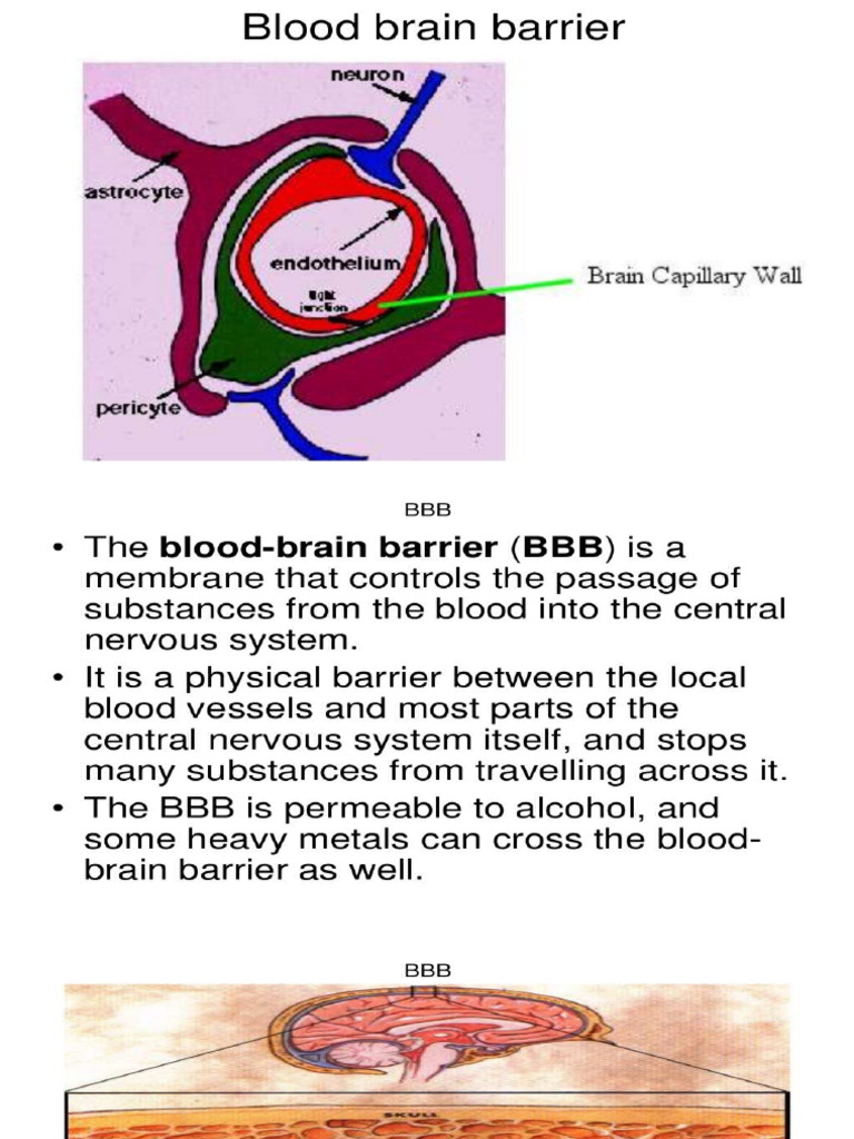 Blood Brain Barrier | PDF
