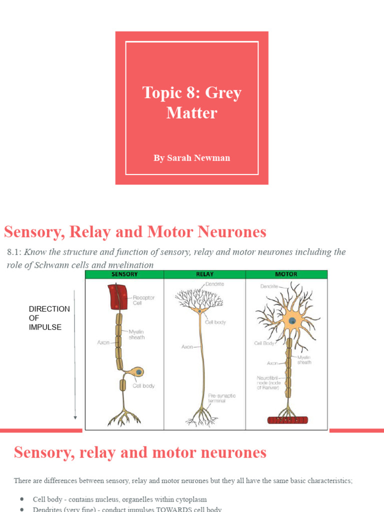 Topic 8 - Grey Matter | PDF | Chemical Synapse | Action Potential