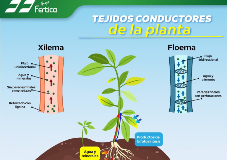 Tejidos conductores | PDF