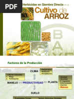 Manejo de as en Siembra Directa en Arroz.