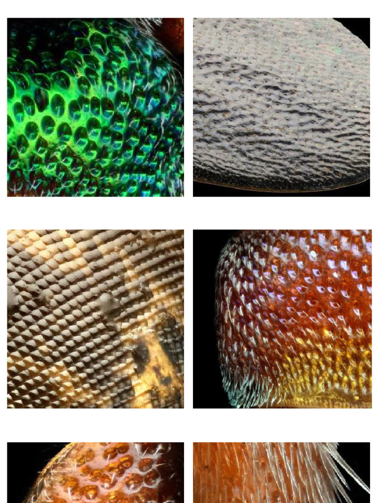 TEXTURA | PDF
