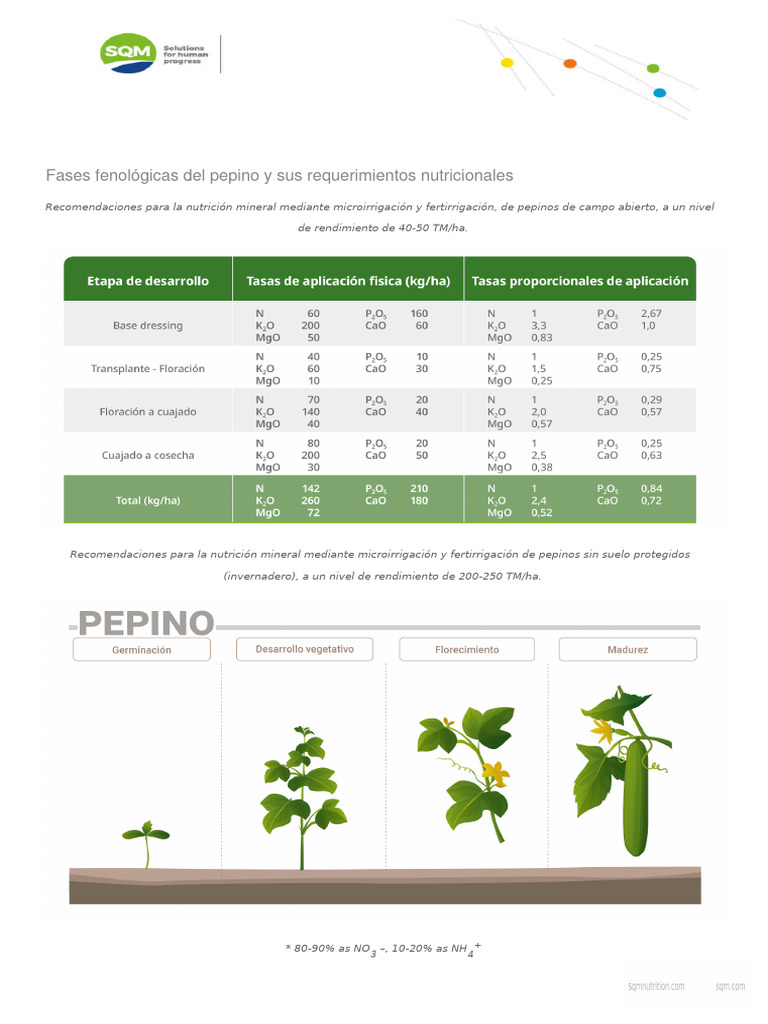 Fases fenologicas del pepino y sus requerimientos nutricionales pdf