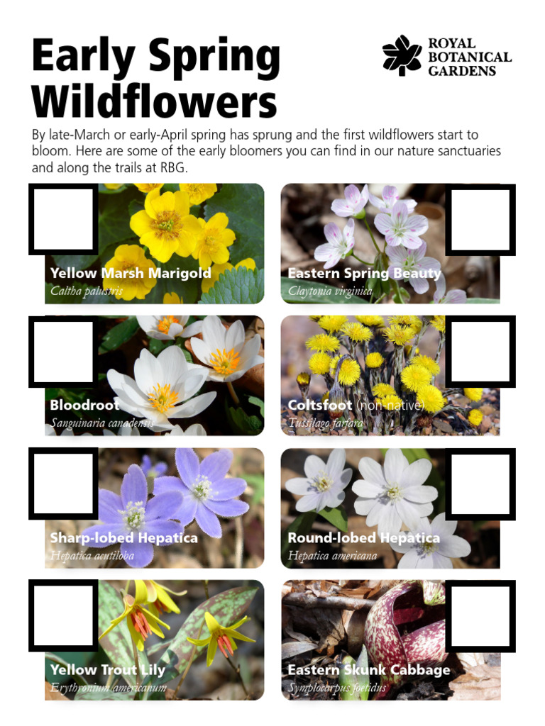 Early Spring Wildflowers Guide | PDF