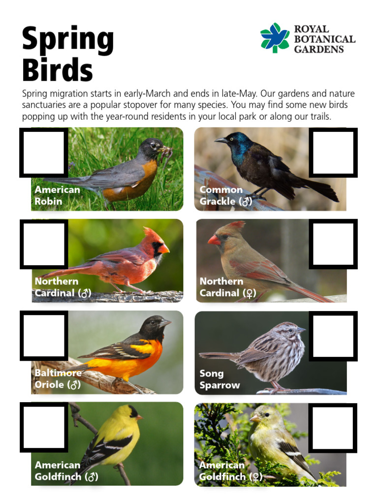 2021 Spring Backyard Birds Checklist FINAL | PDF