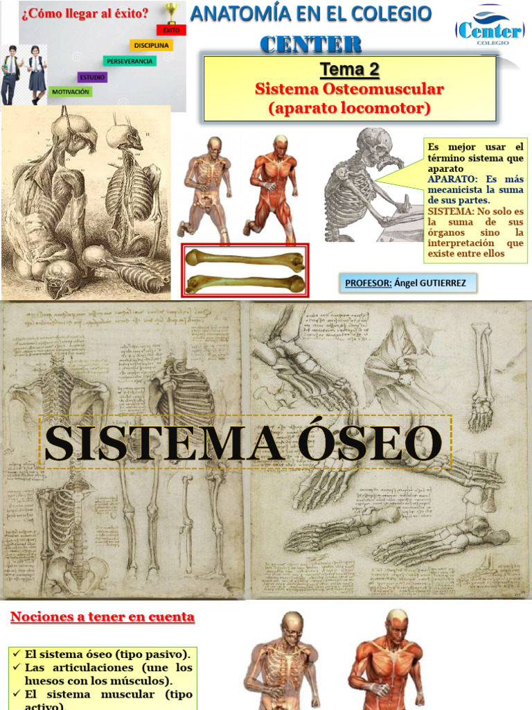 Tema 2 Sistema óseo Pdf Hueso Sistema Musculoesquelético Humano