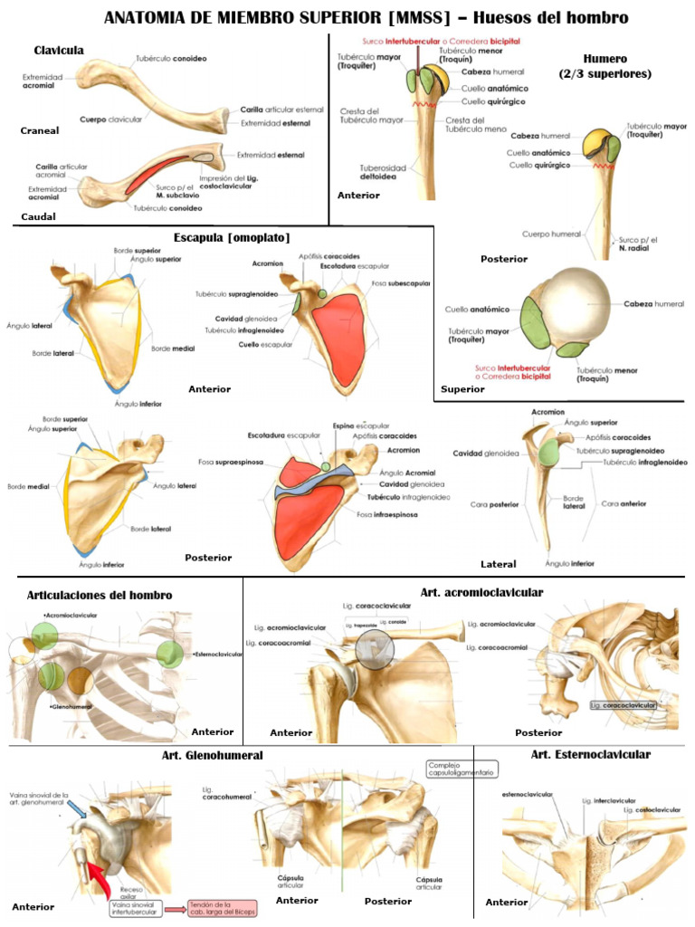 Anatomía de MMSS: Huesos y Articulaciones | PDF | Mano | Articulaciones