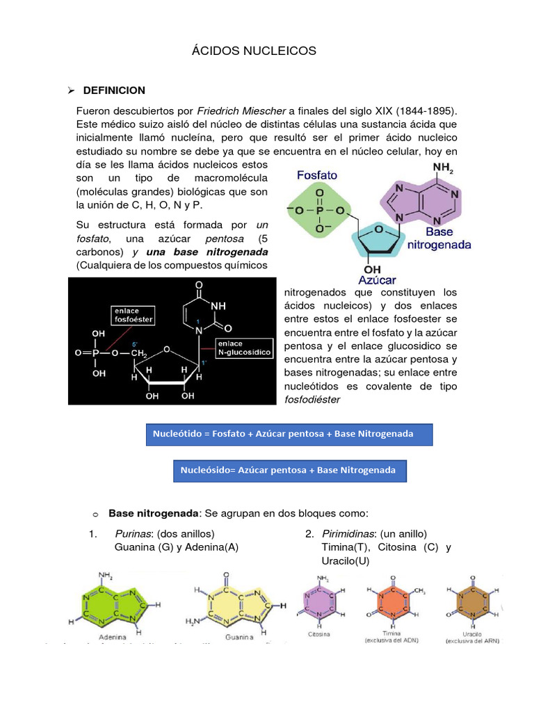 Estructura y Función de Ácidos Nucleicos | PDF | Rna | Ácidos nucleicos