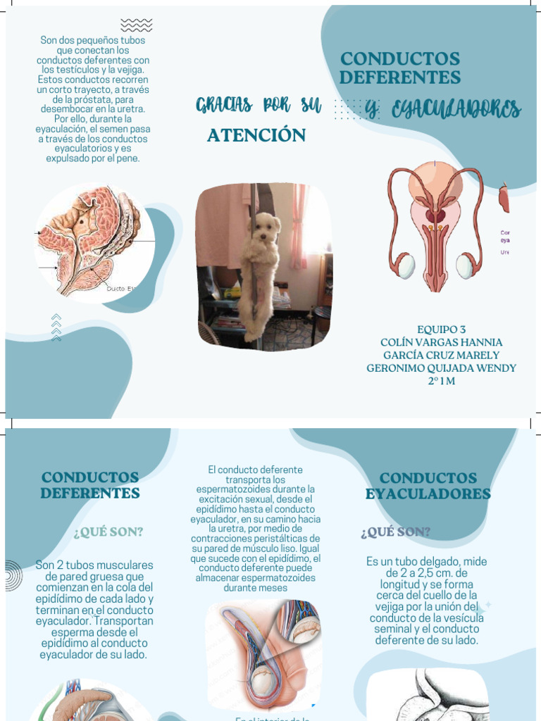 Conductos Deferentes y Eyaculadores | PDF | Semen | Sistema reproductivo