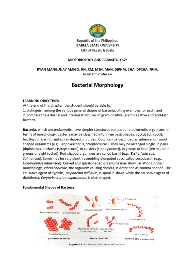 Bacterial Morphology and Structures | PDF | Bacteria | Cell (Biology)