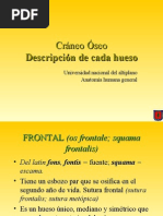 Huesos del cráneo