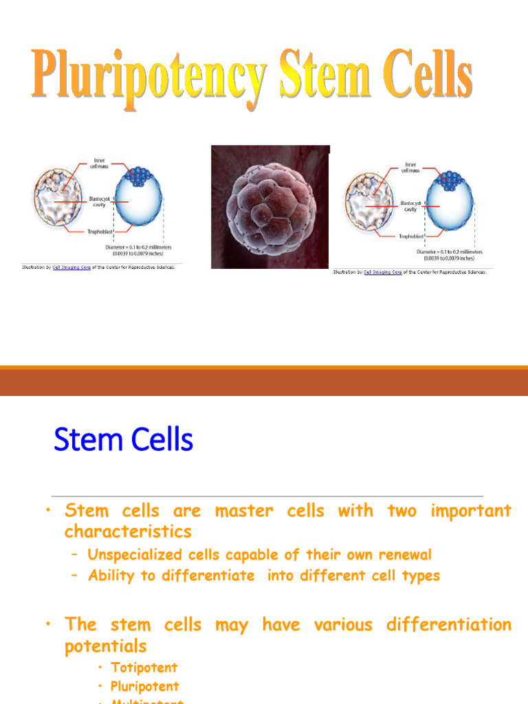 Stem Cell Differentiation Guide | PDF | Cell Potency | Cellular ...
