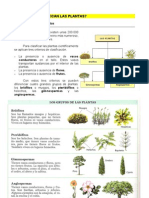 Cómo Se Clasifican Las Plantas