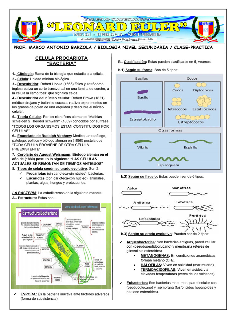 Celula Procariota (Bacterias) | PDF | Biología Celular) | Las bacterias