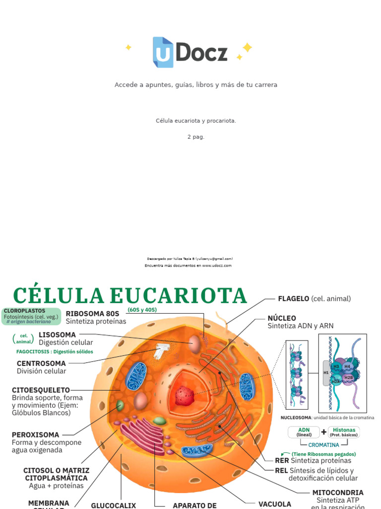 Estructura y Función de Células Eucariotas y Procariotas | PDF ...