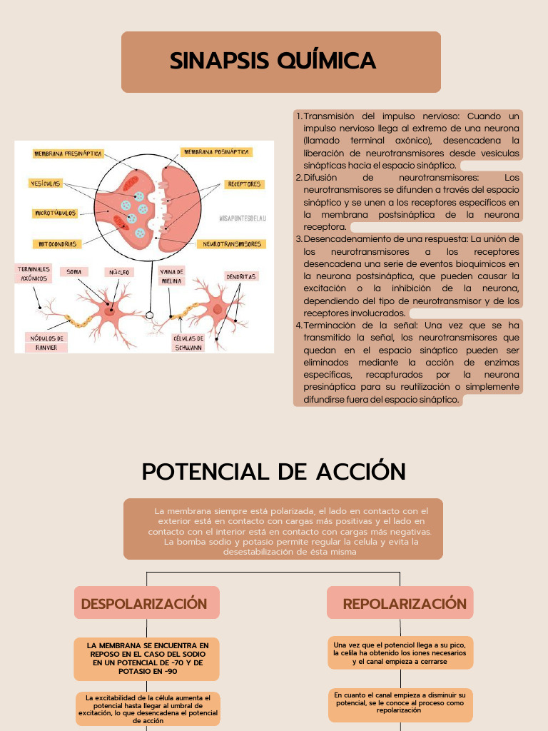 Repolarización y transmisión nerviosa | PDF | Sinapsis | Potencial de ...