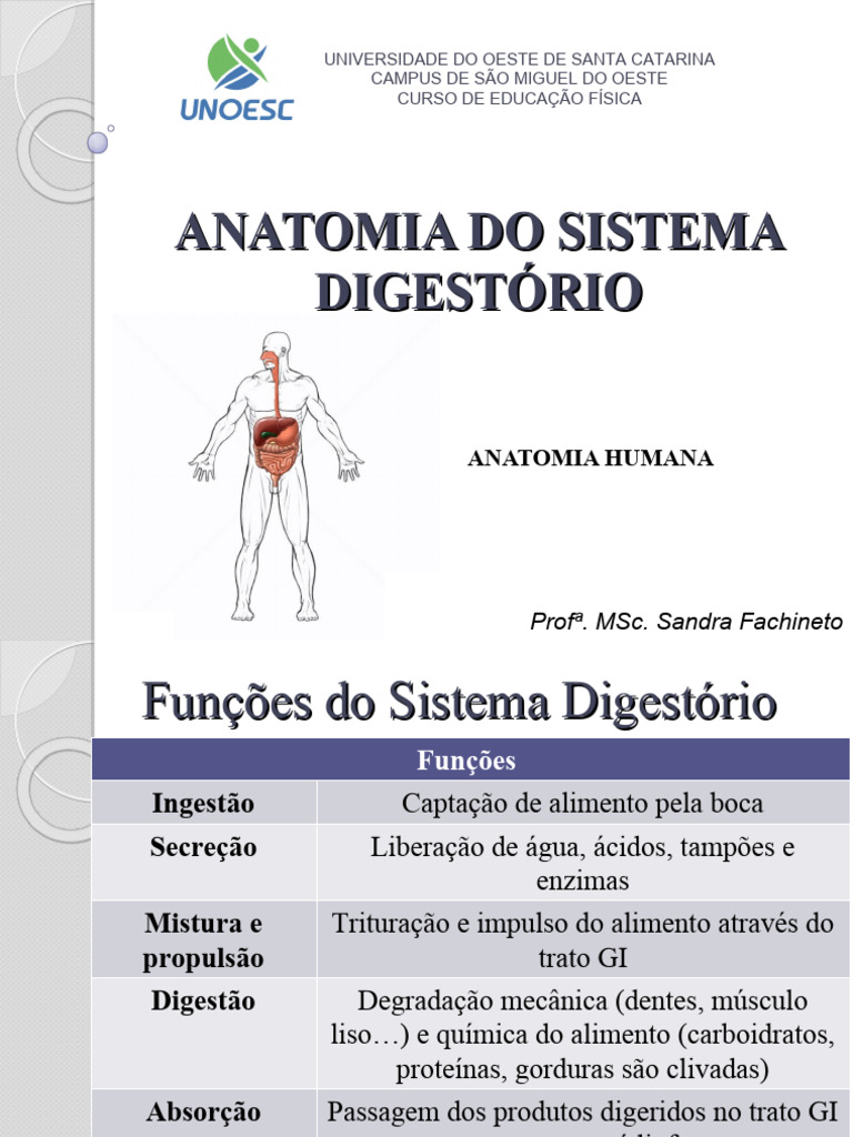 Anatomia Do Sistema Digestório Pdf Digestão Sistema Digestivo Humano