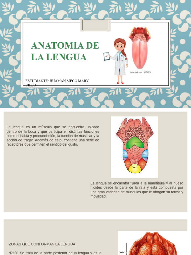 Anatomía y Funciones de la Lengua | PDF | Lengua | Gusto