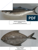 Scomberomorus Semmersonii: Barred Spanish Mackerel (Talang)