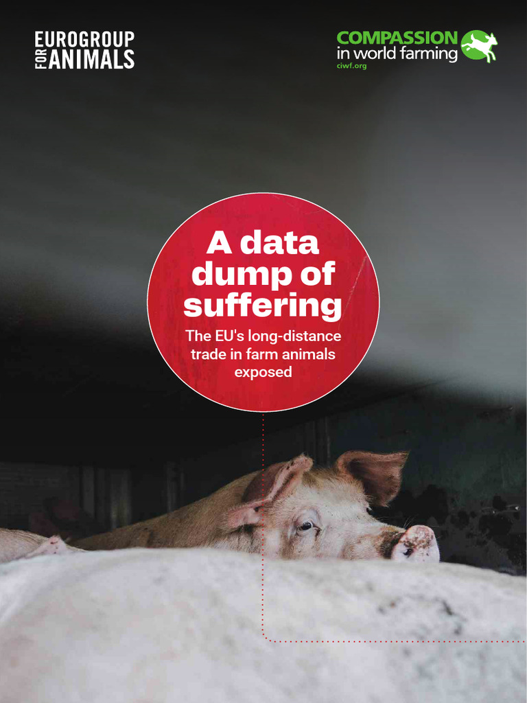 EU Live Animal Trade Exposed: Data Insights | PDF | Pig | Animal Welfare