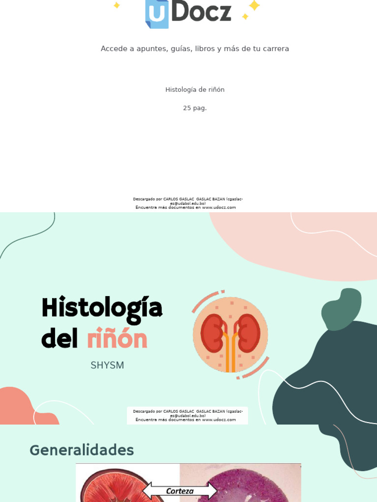 Histología Del Riñon | PDF | Riñón | Abdomen