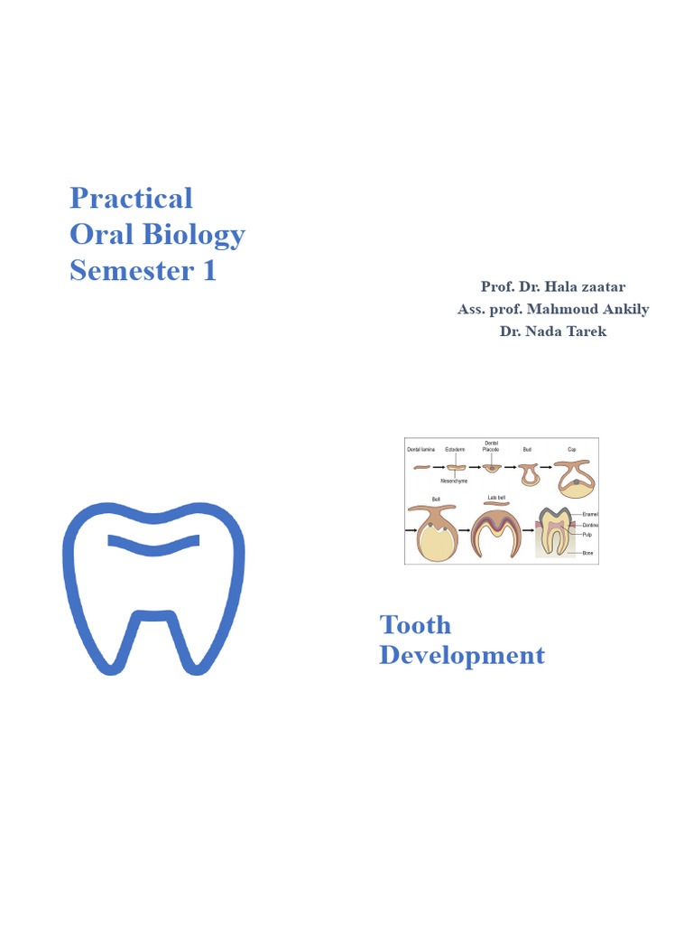 Screenshot 2022-12-08 at 4.43.12 PM | PDF | Dentin | Tooth