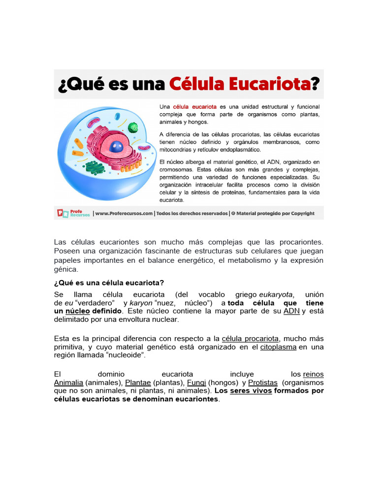 Estructura y funciones de células eucariotas | PDF | Biología Celular ...