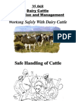 Working Safely With Dairy Cattle