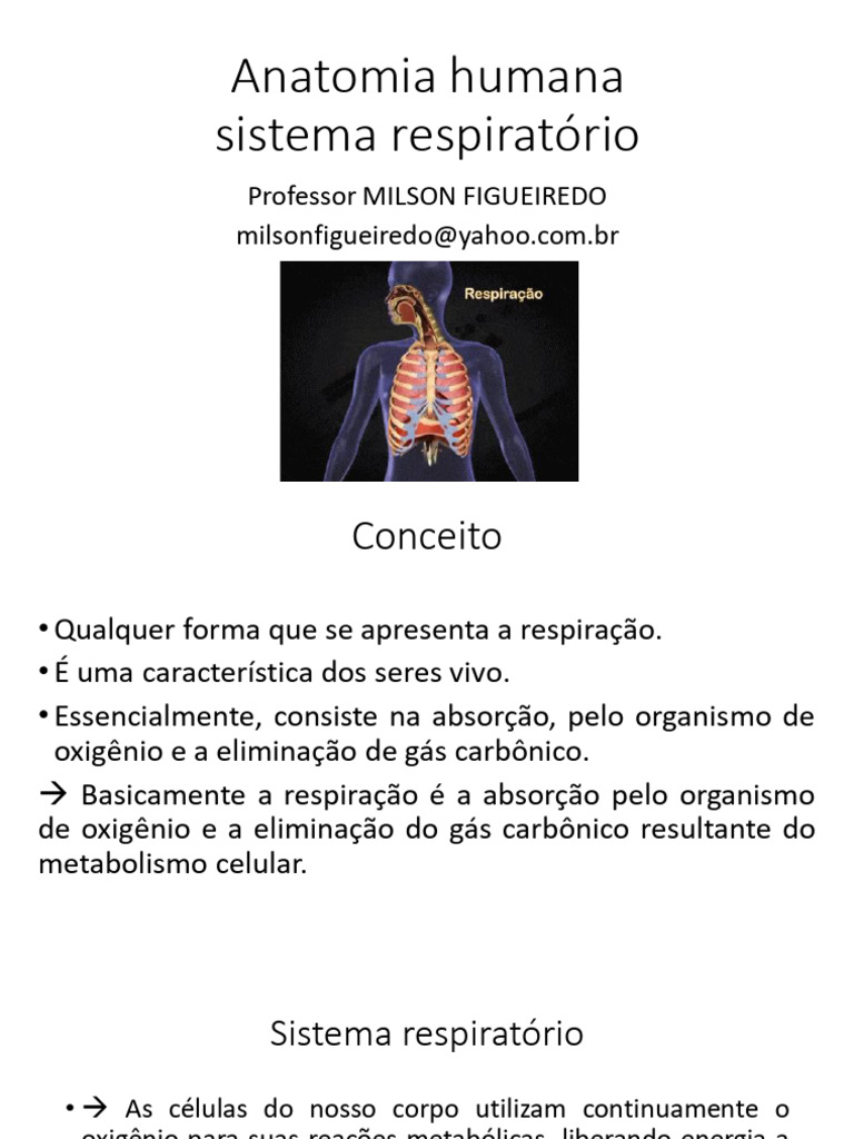 Anatomia Dos Sistemas Respiratorio Pdf Sistema Respiratório
