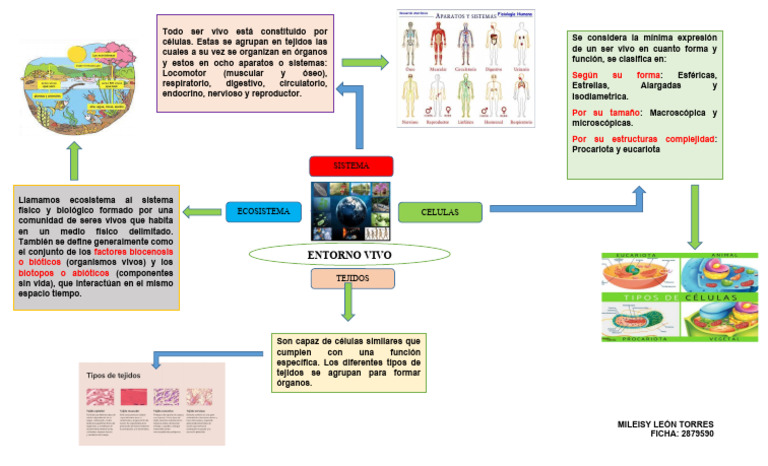 Mapa Mental Entor | PDF | Organismos | Biología Celular)