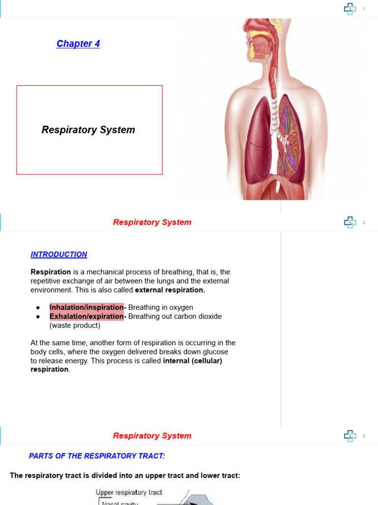 Overview of the Respiratory System | PDF | Respiratory Tract | Lung
