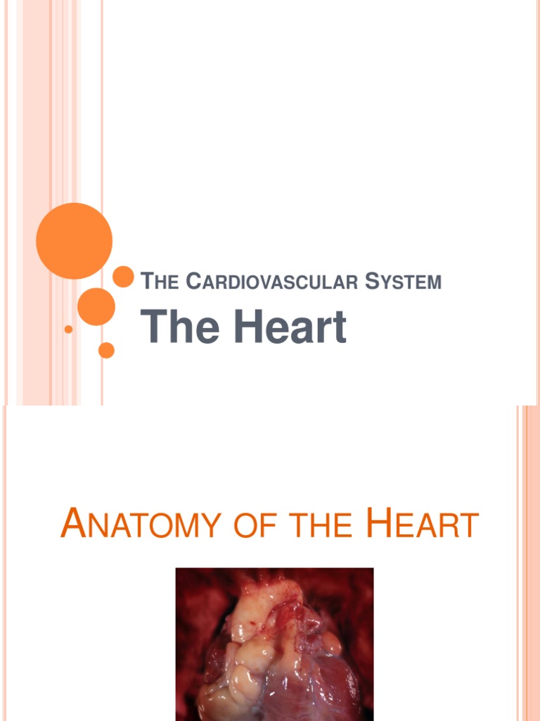 Anatomy and Function of the Heart | PDF | Heart Valve | Ventricle (Heart)