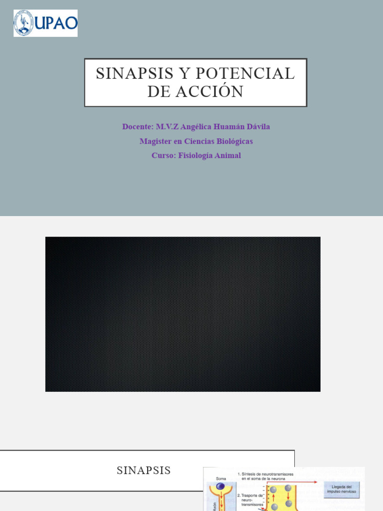 Fisiología de Sinapsis y Potenciales | PDF | Potencial de acción | Sinapsis