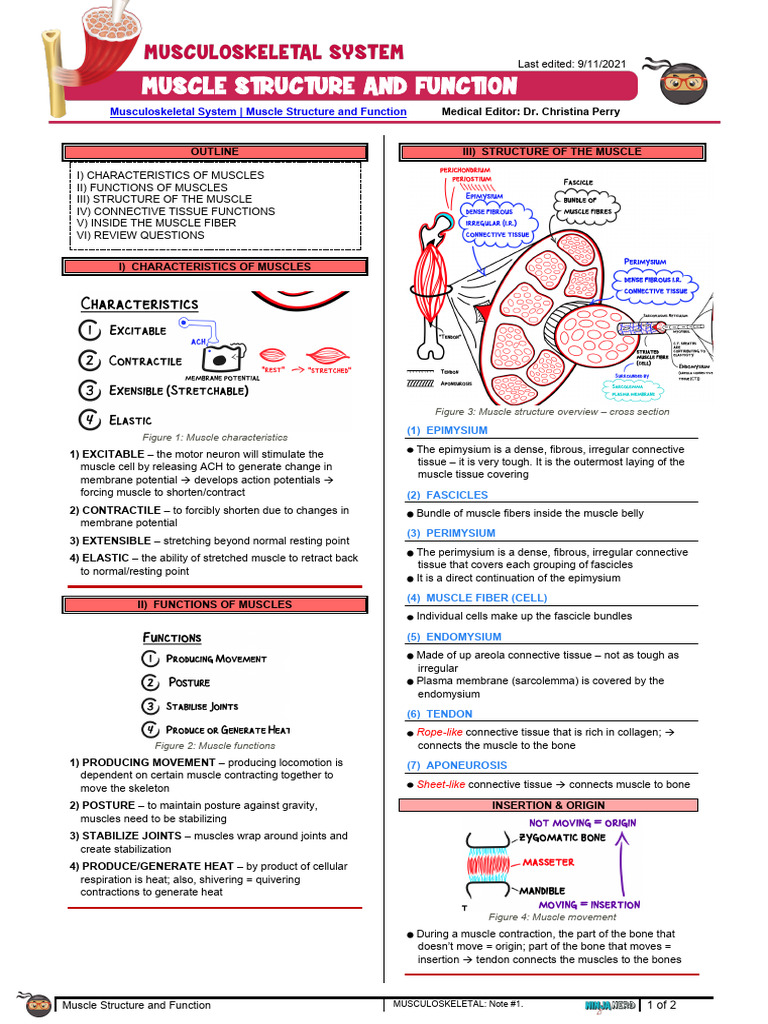 Muscle Structure and Function Overview | PDF | Connective Tissue ...