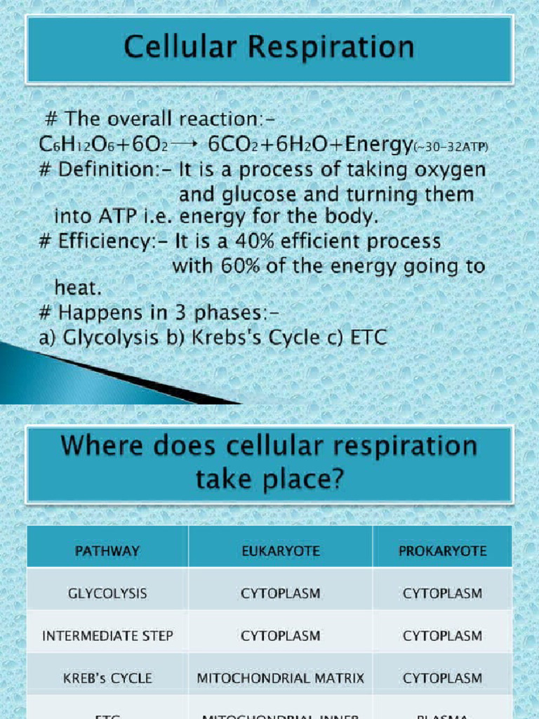 Metabolic Pathway Pdf