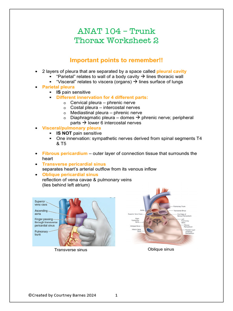 Thorax Anatomy and Heart Structure Guide | PDF | Heart | Heart Valve