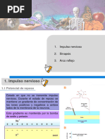 Impulso Nervioso y Sinapsis Explicados | PDF | Potencial de acción ...
