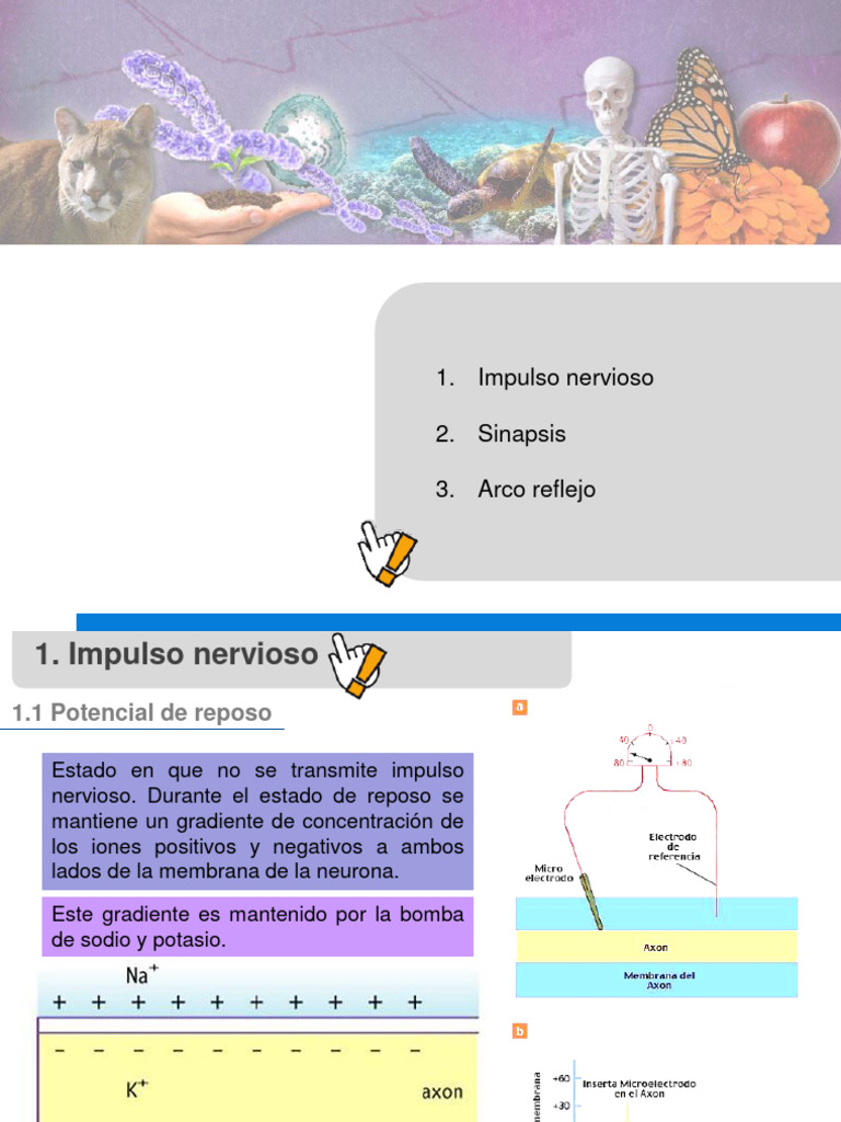 Clase 4 Impulso Nervioso, Sinapsis | PDF | Potencial de acción | Sinapsis
