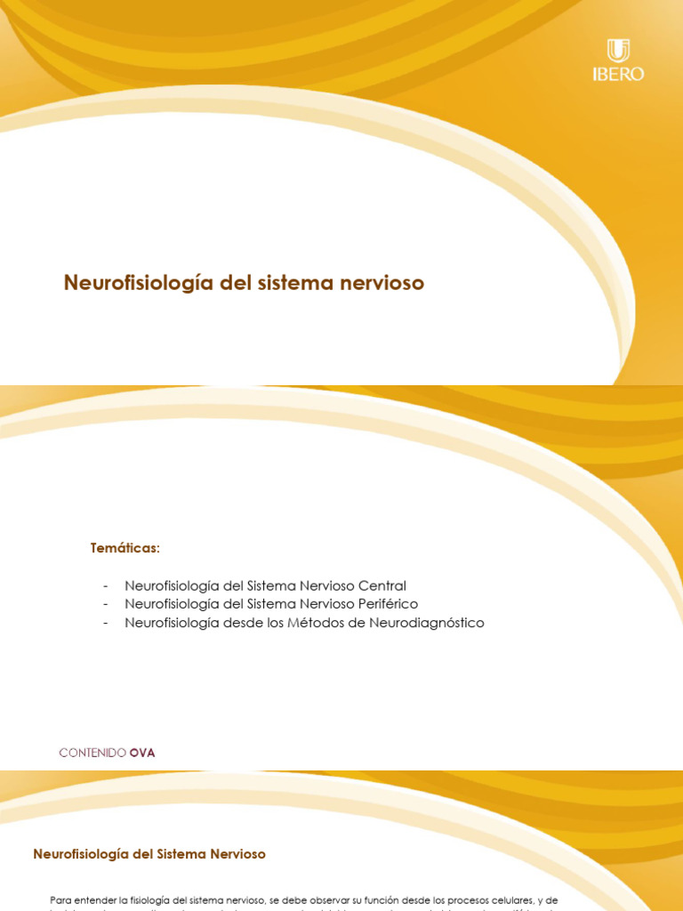 Descargable Anatomia Final Descargar Gratis Pdf Sistema Nervioso
